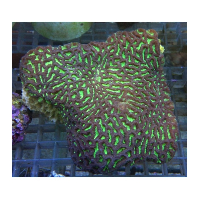 Coral Favites valenciennesi pq