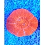 CORAL SCOLYMIA ULTRA RED MD