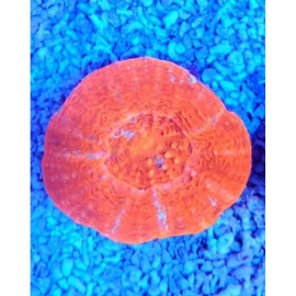 CORAL SCOLYMIA ULTRA RED MD