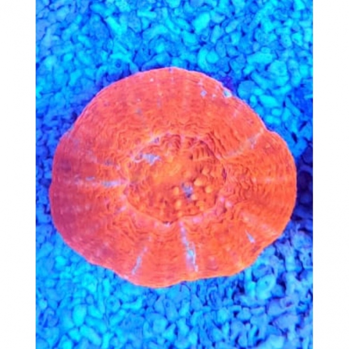 CORAL SCOLYMIA ULTRA RED MD