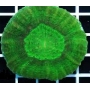 CORAL SCOLYMIA GREEN MD
