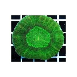 CORAL SCOLYMIA GREEN MD