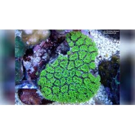 coral galaxea astreata pq