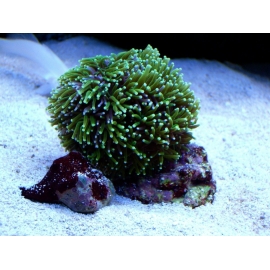 Coral Galaxea Green Md