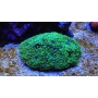 CORAL GALAXEA GREEN GR
