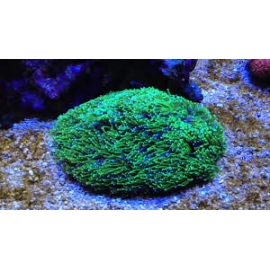 CORAL GALAXEA GREEN GR