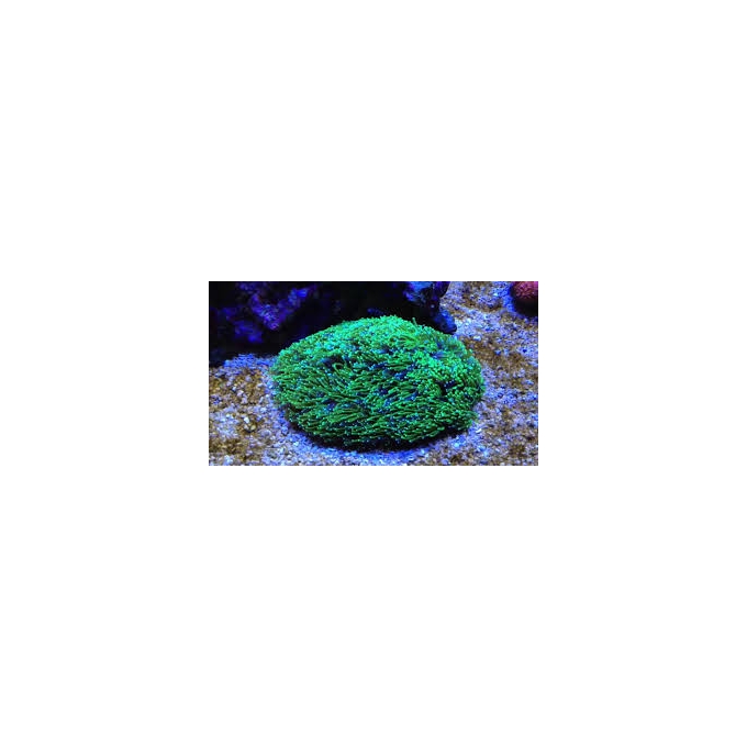 CORAL GALAXEA GREEN GR