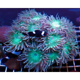 CORAL DUNCANOPSAMA 1 BOCA