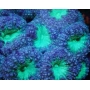 coral blastomussa welsii red gren md