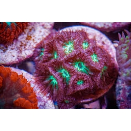 Coral Blastomussa MERLETTI PQ