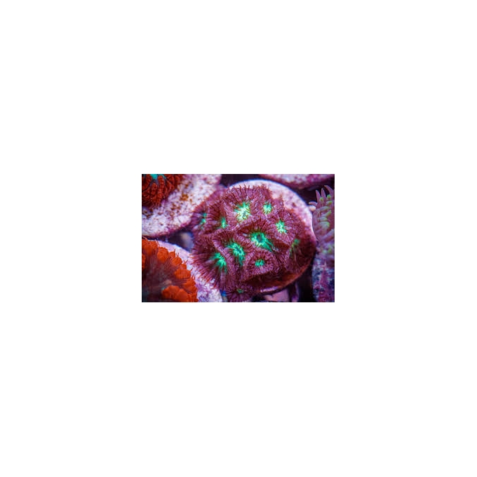 Coral Blastomussa MERLETTI PQ