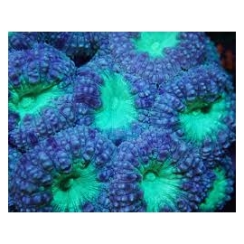 coral blastomussa welsii red green gr