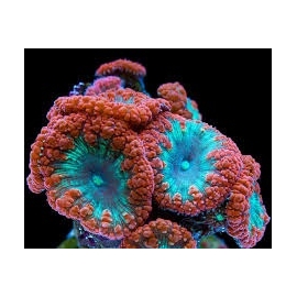 Coral Blastomussa Wellsi Super Red gr