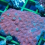 CORAL ACAN ECHINATA RED GR