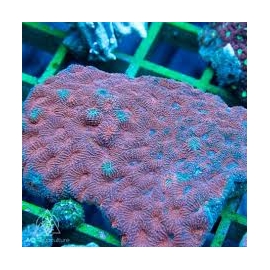 CORAL ACAN ECHINATA RED GR