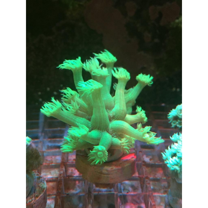 coral goniopora stokesi green pq