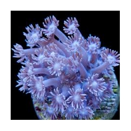 Coral Goniopora Cultivada Smal