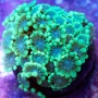 CORAL ALVEOPORA GREEN md