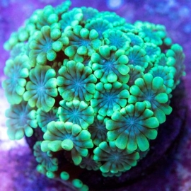 CORAL ALVEOPORA GREEN md