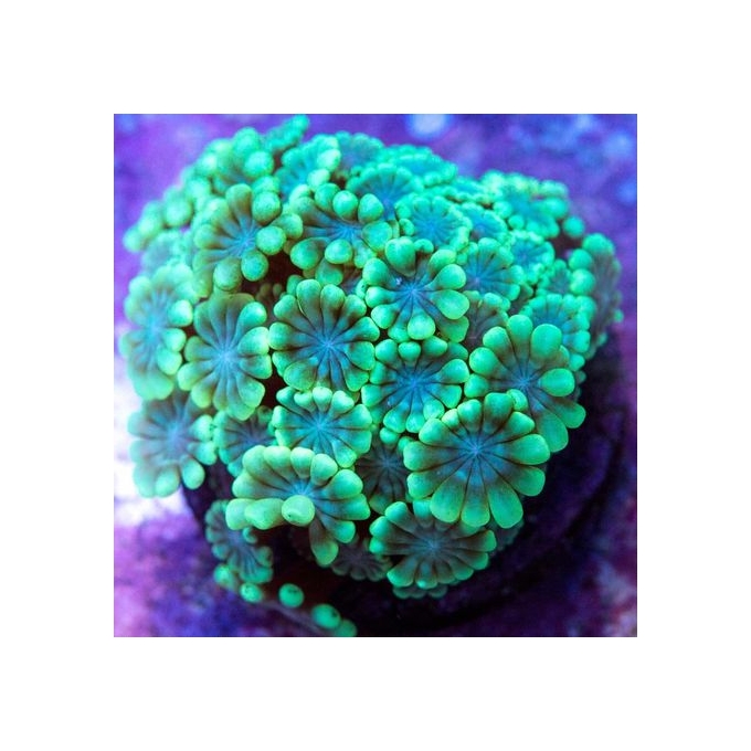 CORAL ALVEOPORA GREEN md
