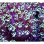 coral alveopora green gg