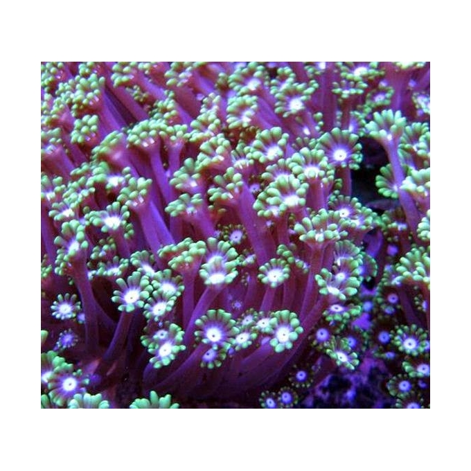 coral alveopora green gg