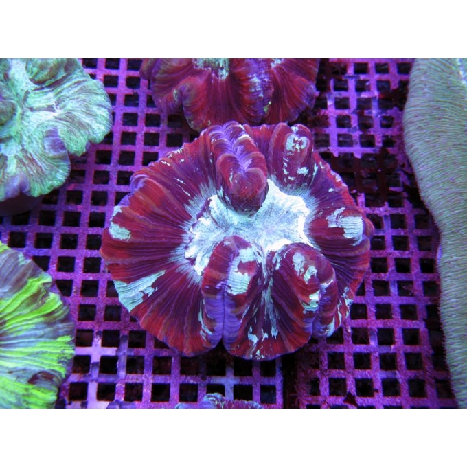 Coral Bali Brain Dome Red Med