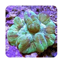 Coral Bali Brain Green Md