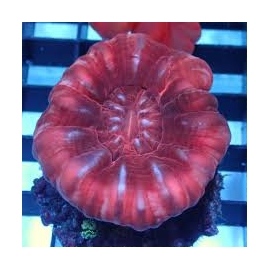 Coral Cynarina Red Md