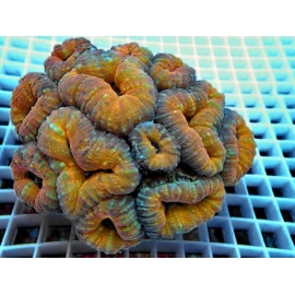 Coral Lobophyllia Red/green Gr