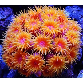 Coral Sun Coral Red