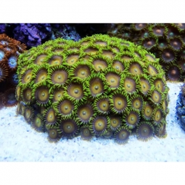 coral zoanthus sunrise