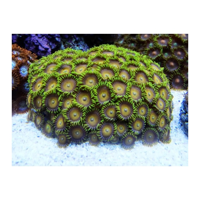 coral zoanthus sunrise