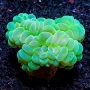 coral bubble krypto green gr