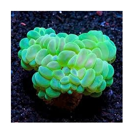 coral bubble krypto green gr