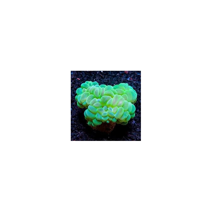 coral bubble krypto green gr