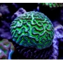 CORAL MAZE ELETRIC GREEN/PURPLE  GR