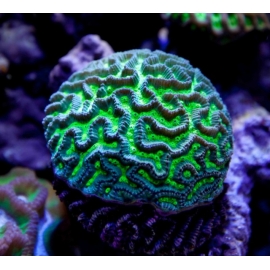 CORAL MAZE ELETRIC GREEN/PURPLE  GR