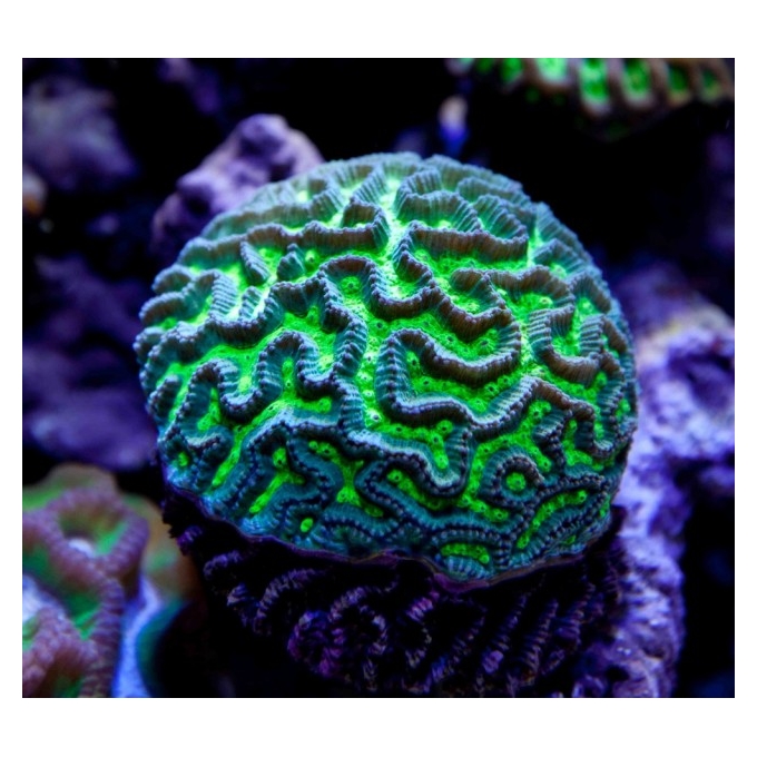 CORAL MAZE ELETRIC GREEN/PURPLE  GR