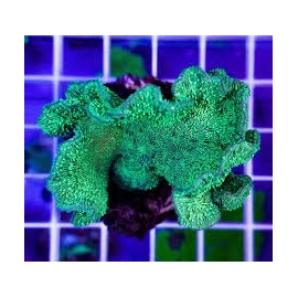 coral pavona cactus green med