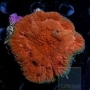 Coral Australomussa Md-acr