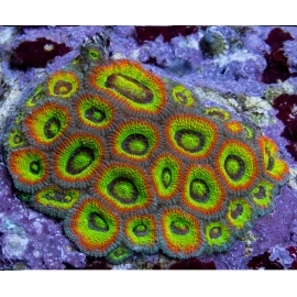 CORAL MICROMUSSA GREEN MUDA ACR