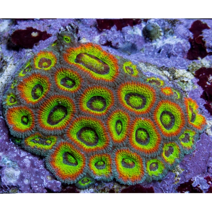 CORAL MICROMUSSA GREEN MUDA ACR