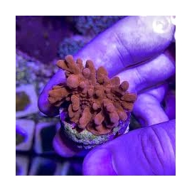 Coral Montipora Setosa gr