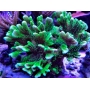 coral montipora confusa GR