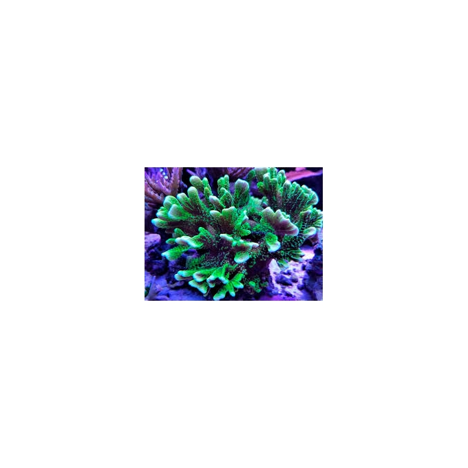 coral montipora confusa GR