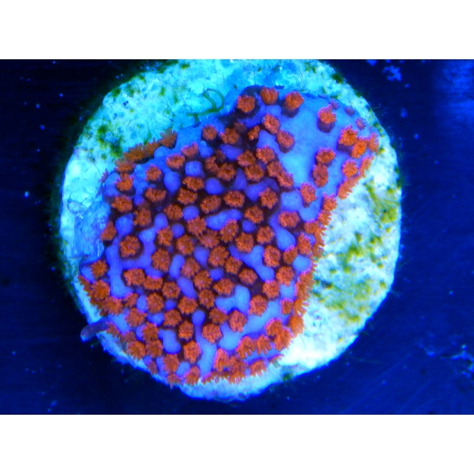 CORAL MONTIPORA SUPER MAN PEQ