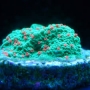 Coral Montipora Christmas