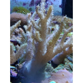 CORAL LEATHER COLT GR