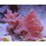 CORAL LEATHER LETTUCE MD